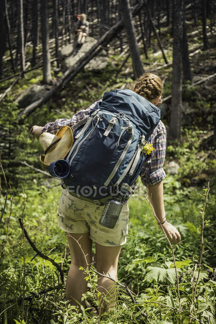 Задній вид молода жінка мандрівного Піші прогулянки через підлісок лісу, червоний Lodge, Монтана, США — стокове фото