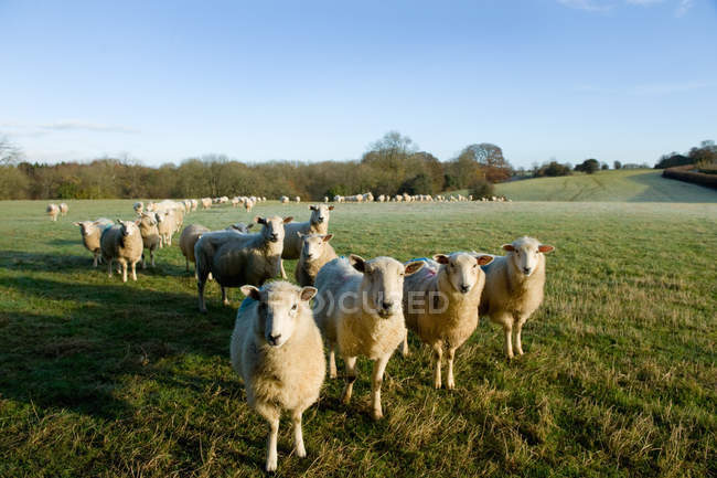 Вівці пасуться на зеленому полі на сонячному світлі — стокове фото