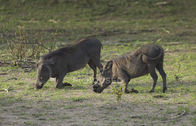 Warthogs o Phacochoerus aethiopicus comiendo hierba, botswana, África - foto de stock