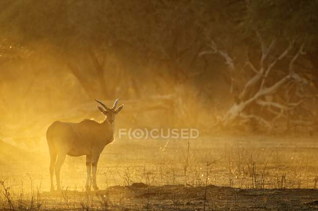 Антилопа Канна стоячи на світанку, Мана басейни Національний парк, Зімбабве, Африка — стокове фото