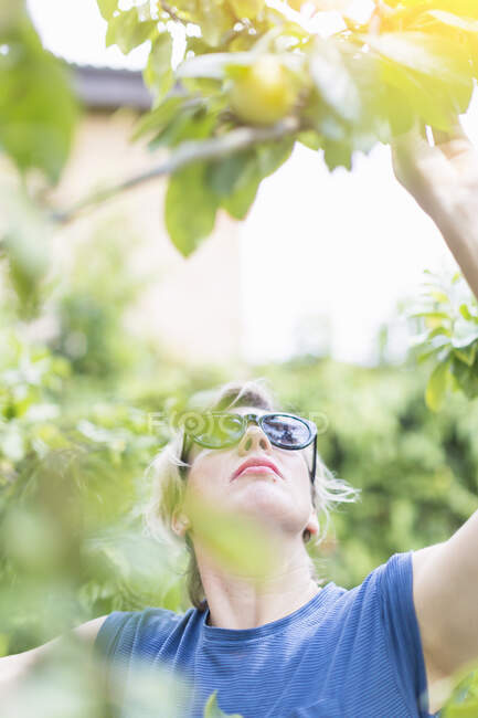Vorderansicht einer reifen Frau, die nach Pflaumen im Obstgarten greift — Stockfoto