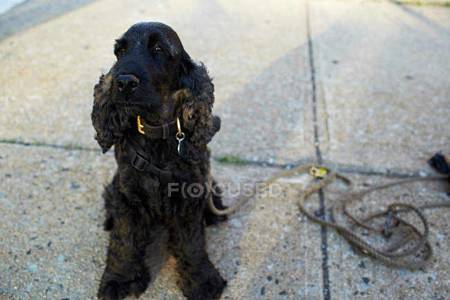 Чёрная собака на тротуаре — стоковое фото