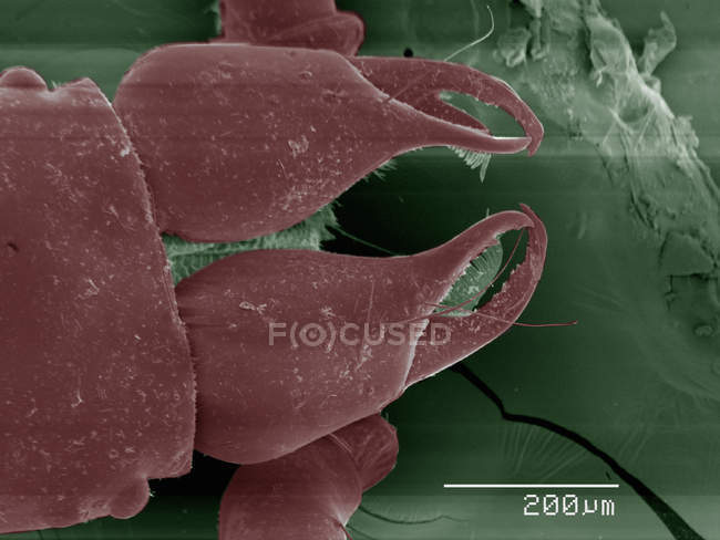 Цветной сканирующий электронный микрограф ротовой части псевдоскорпиона — стоковое фото