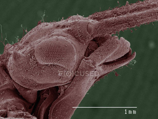 Micrografia eletrônica de varredura colorida de damselfly (Calopterygidae ) — Fotografia de Stock