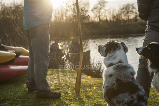 Человек с веслом и собаками — стоковое фото