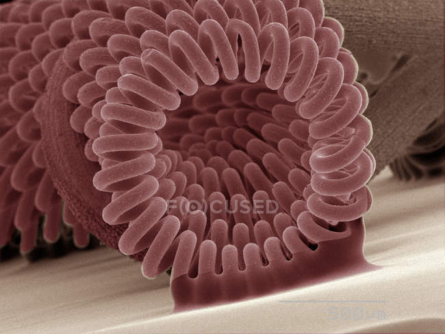 Micrographie électronique à balayage coloré du filament de l'ampoule du projecteur — Photo de stock