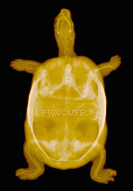 Closeup shot of colorized x-ray of young turtle — Stock Photo