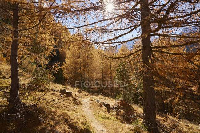 Vista panorámica del sendero en el bosque de otoño en Schnalstal, Tirol del Sur, Italia - foto de stock