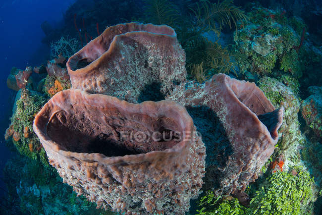 Масивні губки в незайманому рифів Чінчорро банків, Кінтана-Роо, Мексика — стокове фото