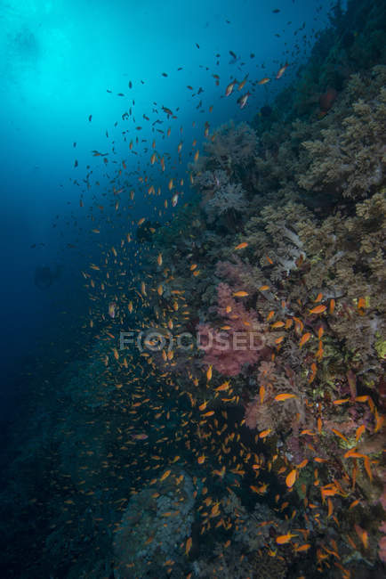 Scolarizzazione pesci che nuotano alla barriera corallina — Foto stock