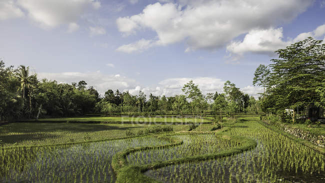 Grüne Reisfelder unter blauem bewölkten Himmel — Stockfoto