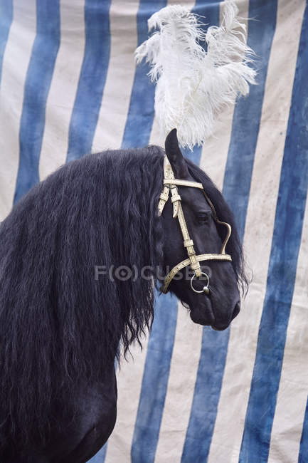 Cavalo preto com cobertura para a cabeça de penas — Fotografia de Stock