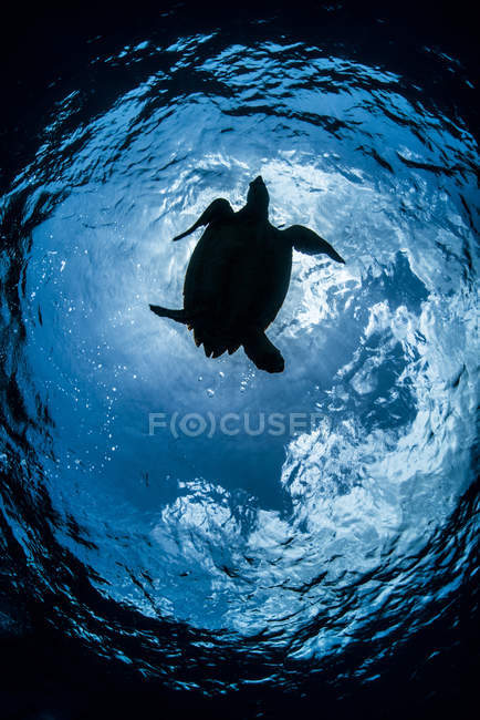 Tortue nageant sous l'eau bleue — Photo de stock