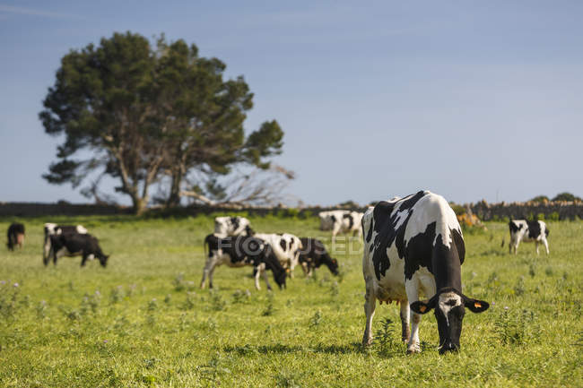 Manada de vacas friesianas pastando no campo verde à luz do sol — Fotografia de Stock
