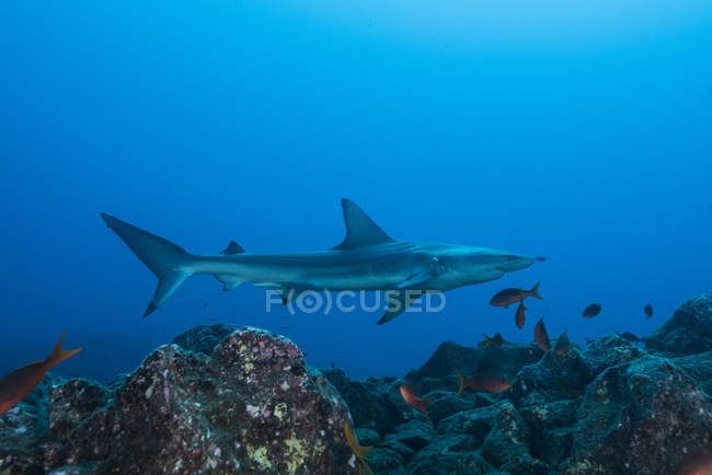 Tiburón punta negra nadando bajo el agua - foto de stock