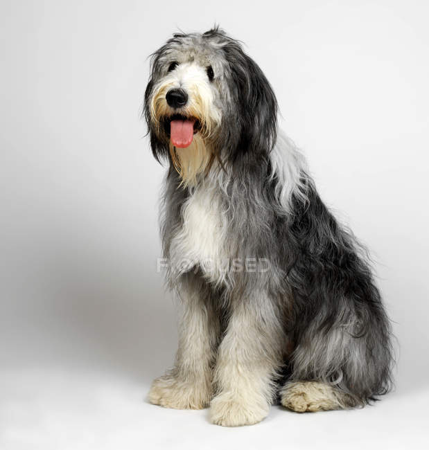 Velho shaggy Inglês Sheepdog sentado no fundo branco — Fotografia de Stock