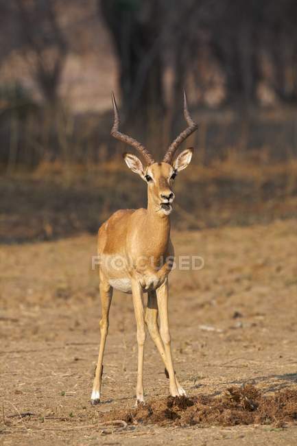 Belle Impala ou Aepyceros melampus bélier dans la faune — Photo de stock