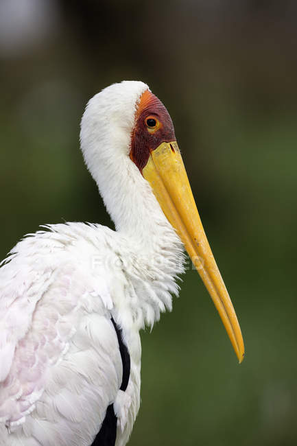 Portrait of Yellowbilled Stork, Lake Nakuru National Park, Kenya, Africa — Stock Photo