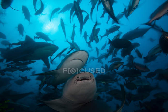 Акулы-быки охотятся в рыбной школе — стоковое фото