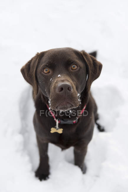Chocolate marrom labrador retriever sentado na neve e olhando para a câmera — Fotografia de Stock