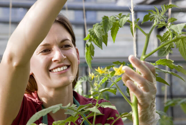 Женщина ухаживает за томатным растением — стоковое фото