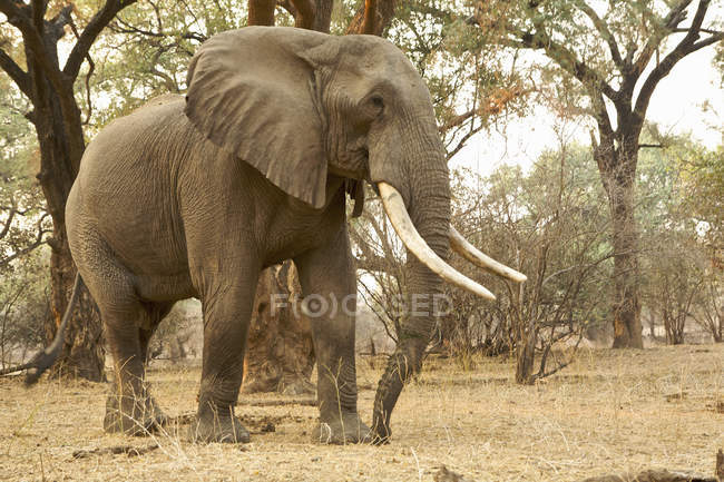 Éléphant d'Afrique ou Loxodonta africana au parc national de Mana Pools, Zimbabwe — Photo de stock