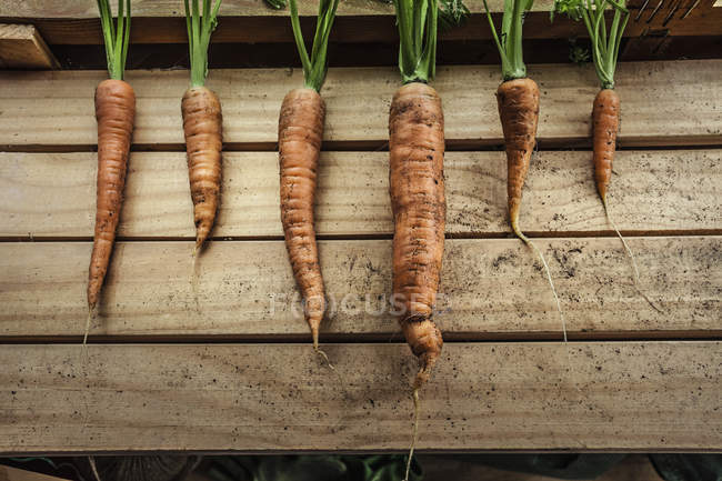 Freshly harvested carrots on wooden surface — Stock Photo