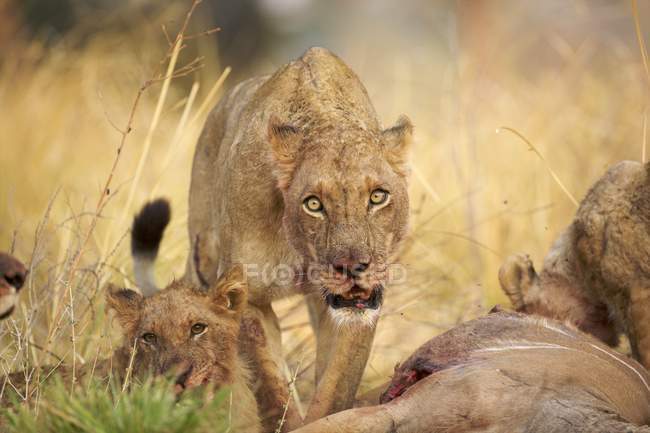 Leo leonessa o Panthera che si nutre di carcassa di kudu in mana piscine parco nazionale, zimbabwe — Foto stock