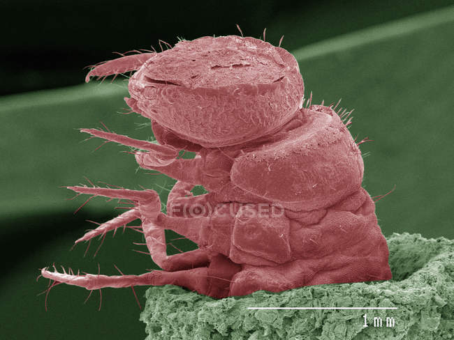 Coloured scanning electron micrograph of caddisfly larva in case — Stock Photo