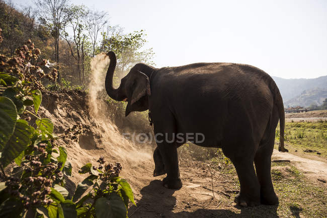 Elefant im Park in Thailand — Stockfoto