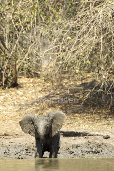 Elefante africano ou loxodonta africana em waterhole no Parque Nacional de Mana Pools, Zimbabwe — Fotografia de Stock