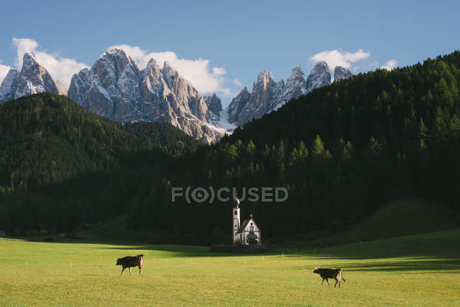 Vacas pastando en el campo, Santa Maddalena, Val di Funes, Alpes Dolomitas, Italia - foto de stock