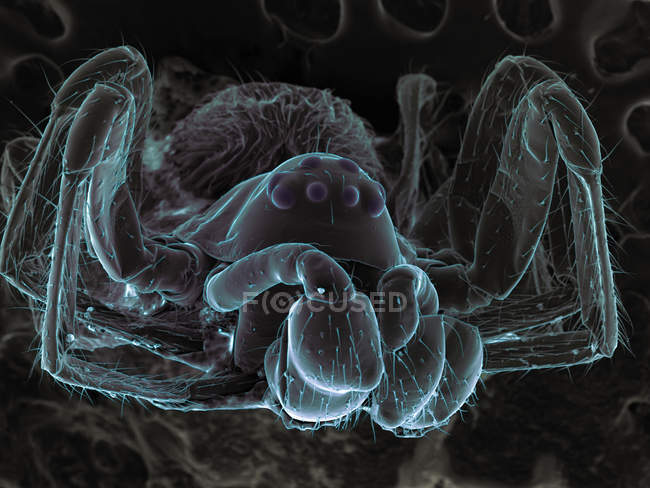 Сканування електронного мікрографа дуже маленького павука — стокове фото