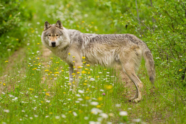 Grauer Wolf auf der grünen Wiese — Stockfoto