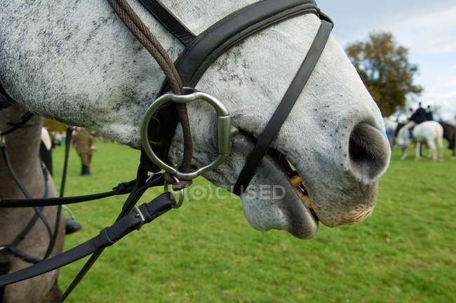 Закрыть обрезанный кадр лошади и уздечки — стоковое фото