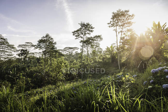 Солнечный вид на зеленый ландшафт и деревья, Вана Гири, Бали, Индонезия — стоковое фото