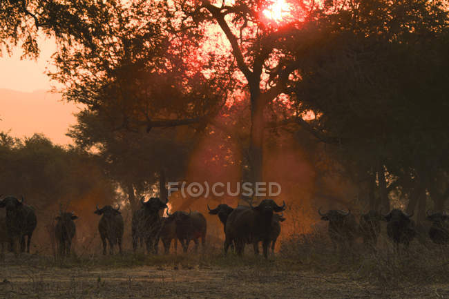 Búfalos africanos caminhando ao pôr do sol, Mana Pools National Park, Zimbábue — Fotografia de Stock