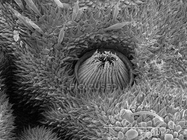 Сканирующий электронный микрограф спирали лимакодовых личинок — стоковое фото