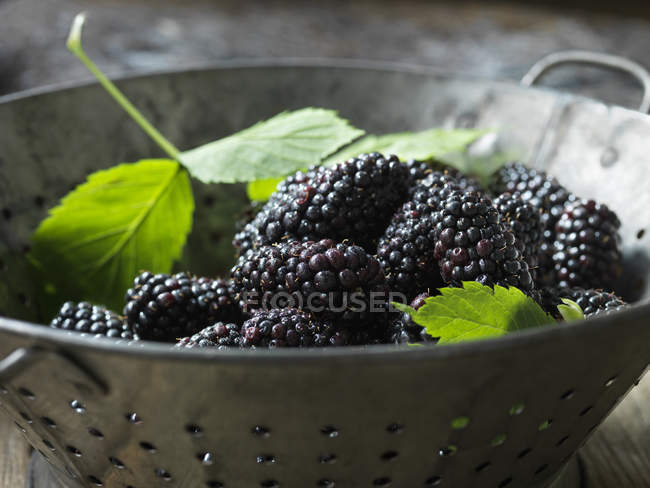 Fresh organic fruit, blackberries in colander with green leaves — Stock Photo
