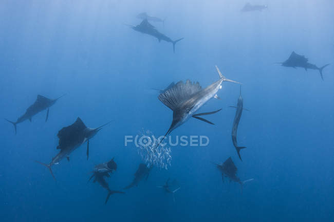 Vista subaquática do grupo de peixes marinhos que cercam cardumes de sardinha, Contoy Island, Quintana Roo, México — Fotografia de Stock