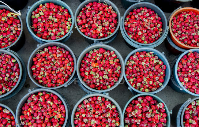 Vue du dessus des fraises fraîches dans les seaux sur le stand du marché, Kirghizistan, Asie centrale — Photo de stock