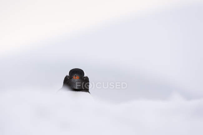 Carino pinguino gentoo nella neve sull'isola di petermann — Foto stock