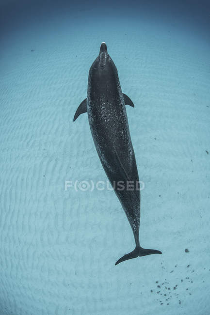 Вид сверху на атлантического пятнистого дельфина, плавающего под водой — стоковое фото