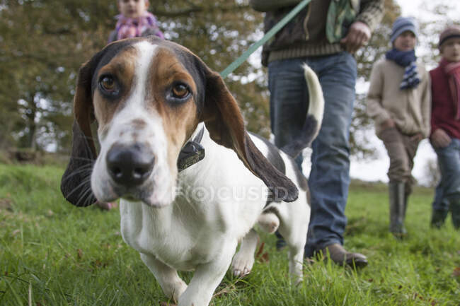 Family walking dog in park, low section — Stock Photo