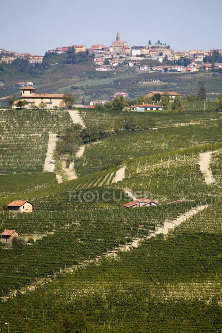 Scenic view of Vineyards, Nebbiolo, Langhe, Piedmont, Italy — Stock Photo