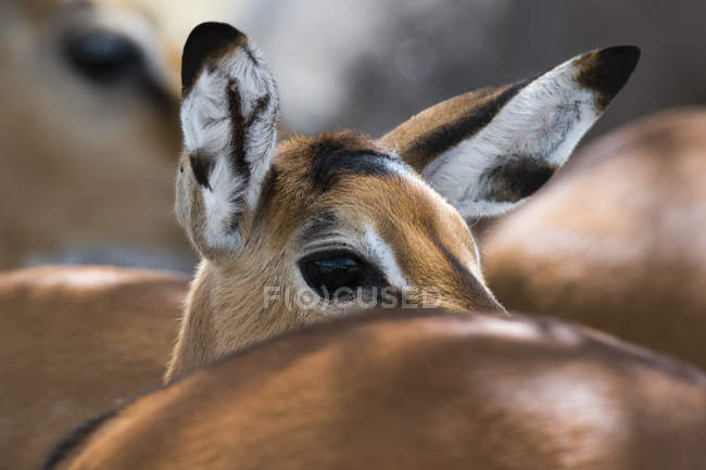 Impala (Aepyceros melampus), Parque Nacional del Lago Nakuru, Kenia - foto de stock