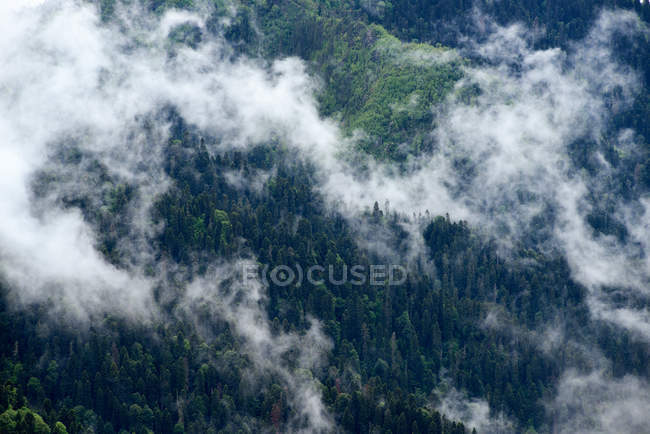 Vista de ángulo alto del bosque brumoso, Parque Natural Bolshoy Thach, Montañas Caucásicas, República de Adygea, Rusia - foto de stock