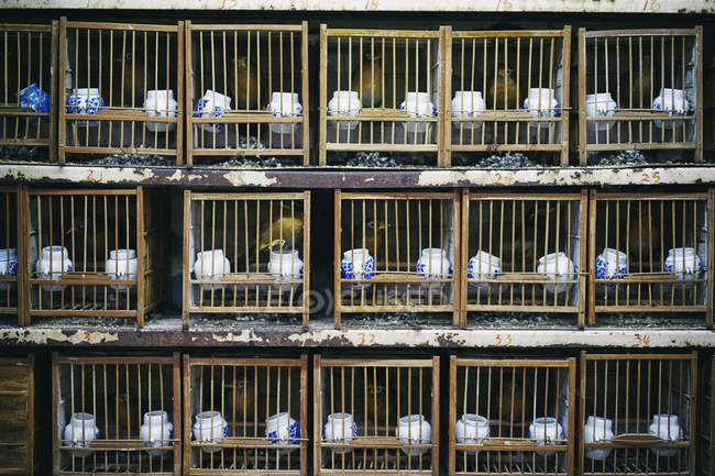 Vögel gestapelt in Käfigen shanghai Vogel-und Blumenmarkt, China — Stockfoto