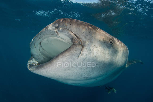 Alimentazione filtro squalo balena in superficie, vista subacquea, Isla Mujeres, Messico — Foto stock