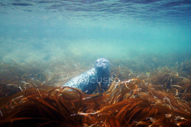 Spotted seal swimming under water — Stock Photo
